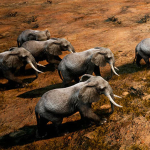 Animalia Survival - Elefant