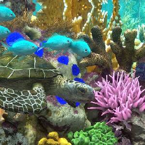 Behind Glass: Aquarium Simulator - Meeresschildkröte