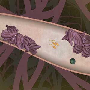 BIORHYTHM Key kaufen Preisvergleich