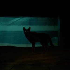 Blade Runner 2033 Labyrinth - Katze