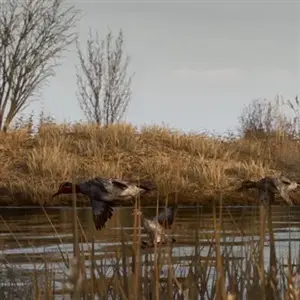 BULT: Hunting simulator - Wildenten