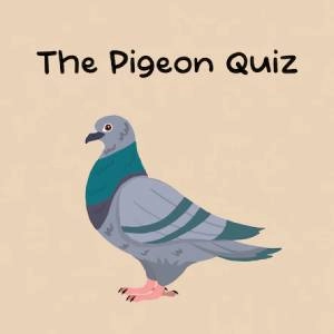 The Pigeon Quiz Playstation 5