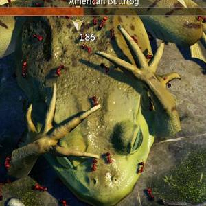 Empires of the Undergrowth Amerikanischer Ochsenfrosch