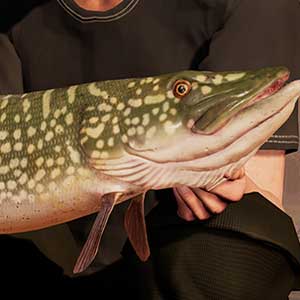 Bassfischen