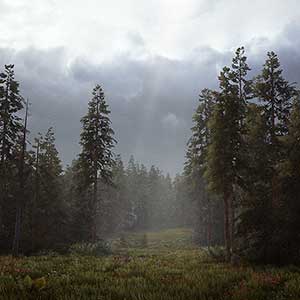 die Wüste und die Wälder