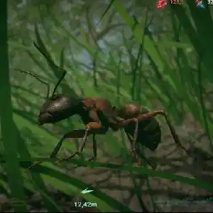 Insect Worlds - Ameise