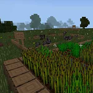 Gras sway in der Brise