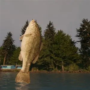 MLF Pro Catch - Großmaulbarsch