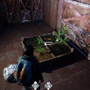 Permafrost - Pflanzen