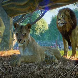 Lions