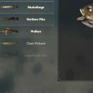 Fisch Klassifizierung board