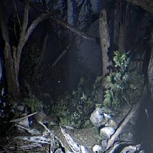 Together After Dark - Wald